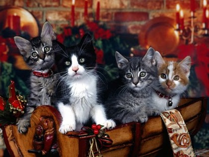 christmas-kitties - poze pisici de craciun