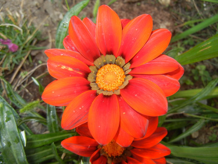 Gazania_Treasure Flower (2014, Sep.12)