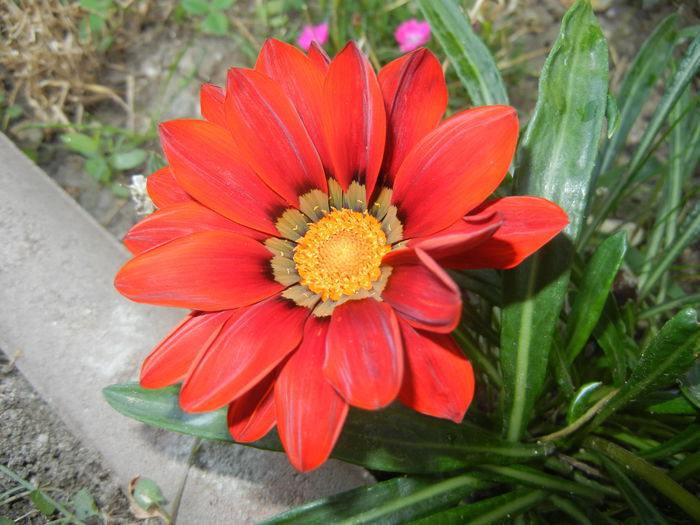 Gazania_Treasure Flower (2014, Sep.12)