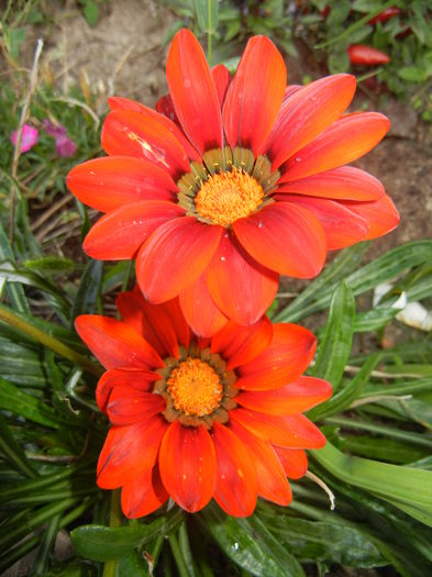 Gazania_Treasure Flower (2014, Sep.12)