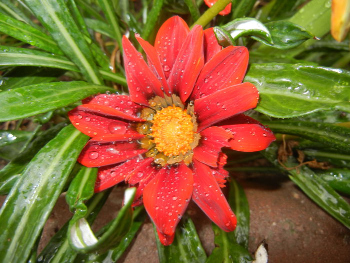 Gazania_Treasure Flower (2014, Sep.15) - GAZANIA_Treasure Flower