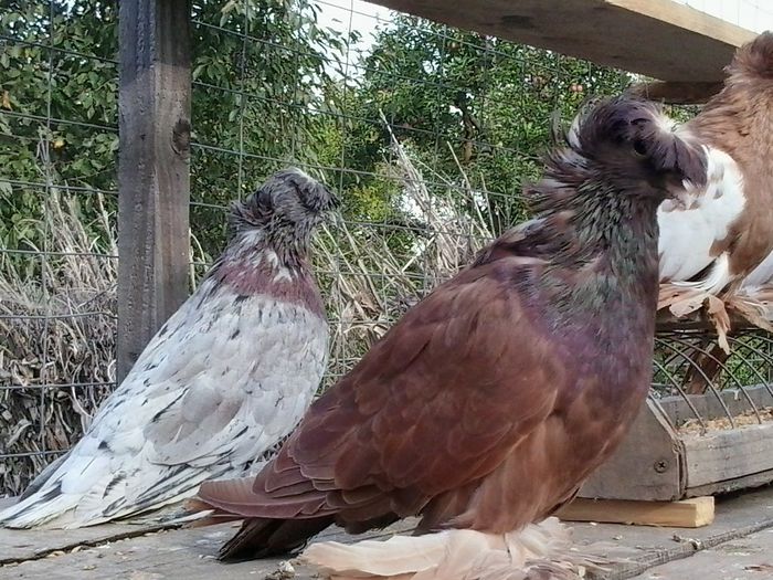 2014-09-17 16.56.08 - Tobosari 2014-2015-2016  4 PER MATCA