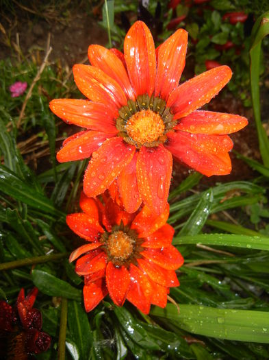 Gazania_Treasure Flower (2014, Sep.15) - GAZANIA_Treasure Flower