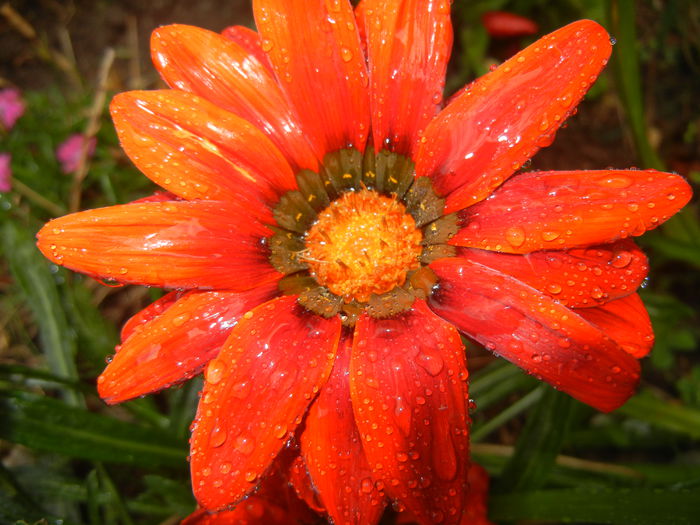 Gazania_Treasure Flower (2014, Sep.15)