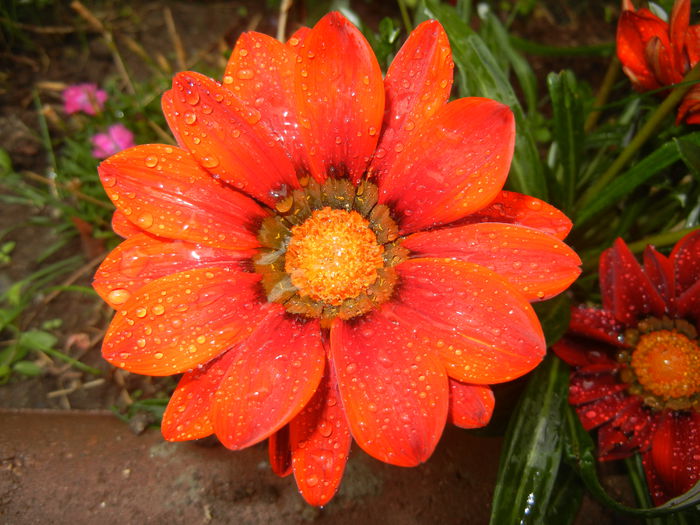 Gazania_Treasure Flower (2014, Sep.15)