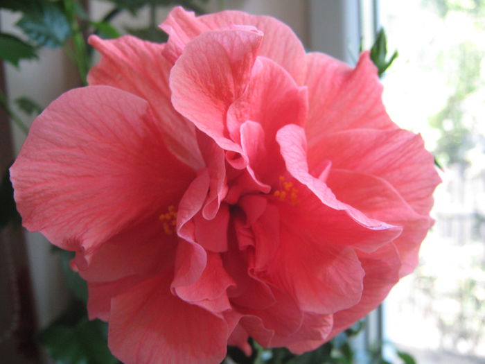 Picture My plants 1258; Am inflorit din nou
