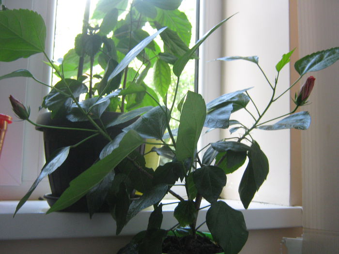Picture My plants 1262