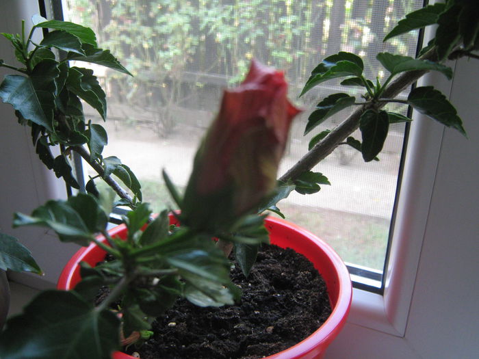 Picture My plants 1263