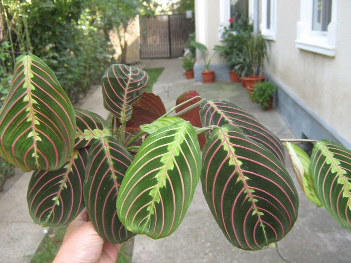 Picture My plants 1268 - Achizitii noi- 2014