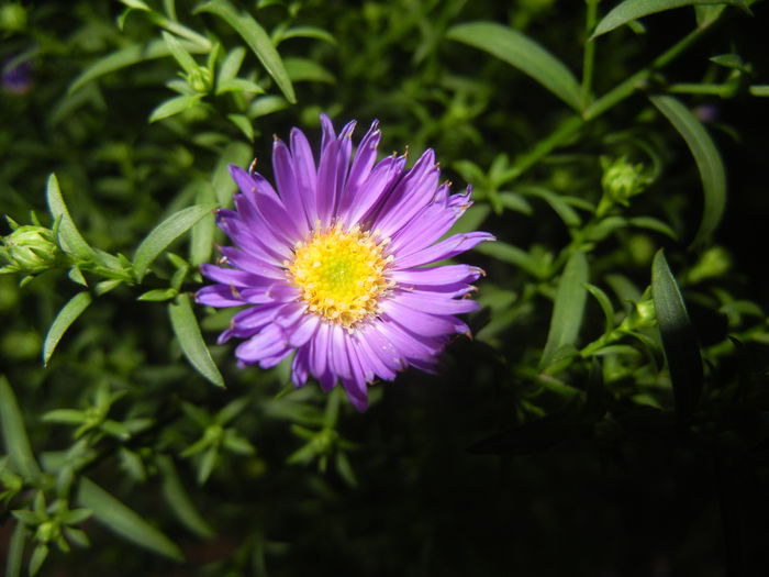 Blue Aster (2014, September 05)