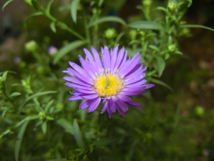 Blue Aster (2014, September 06)