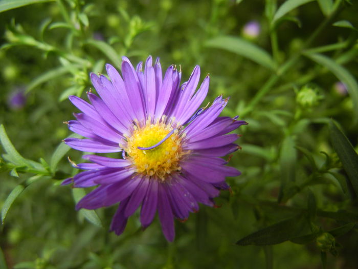 Blue Aster (2014, September 06)