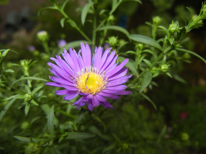 Blue Aster (2014, September 07)