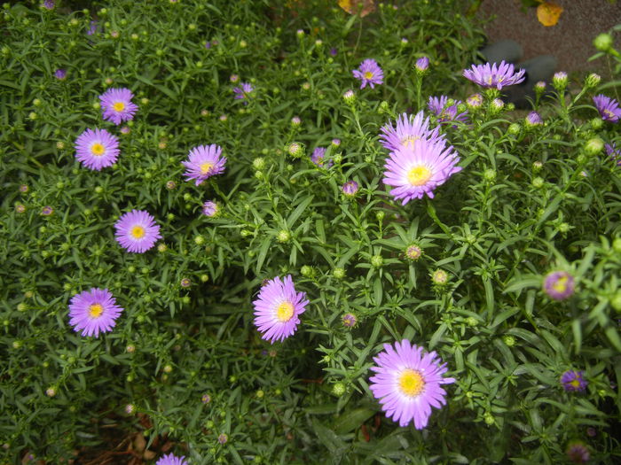 Blue Aster (2014, September 12)