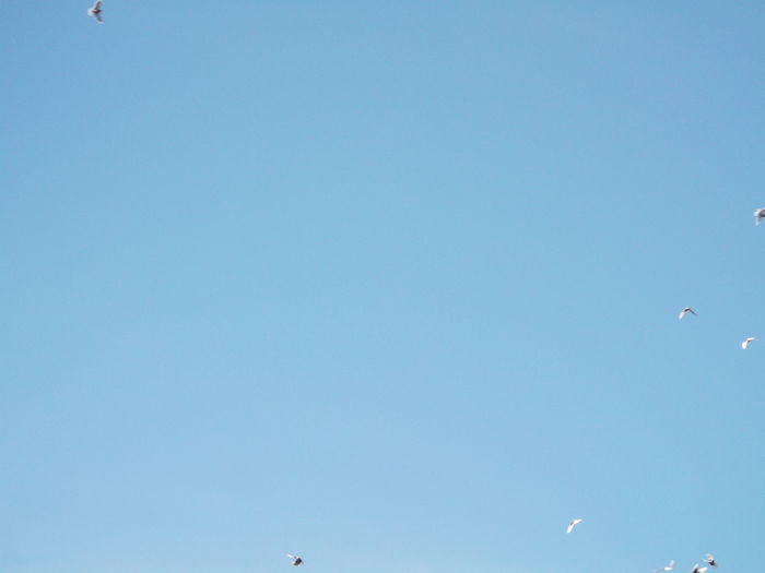 Picture 3907 - PORUMBEI GAT-GOLAS