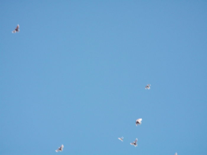 Picture 3909 - PORUMBEI GAT-GOLAS