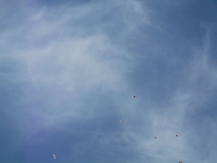 Picture 3912 - PORUMBEI GAT-GOLAS