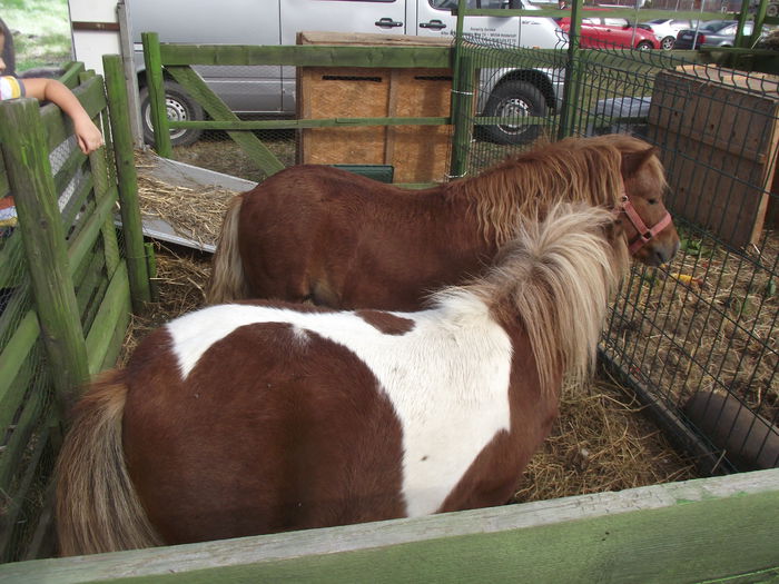 DSCF0741 - 5---expozitie agricola arad 2014