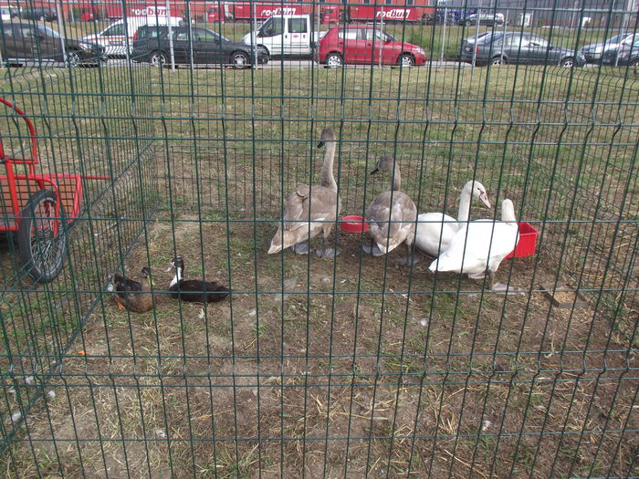 DSCF0745 - 5---expozitie agricola arad 2014