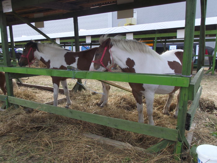 DSCF0747 - 5---expozitie agricola arad 2014