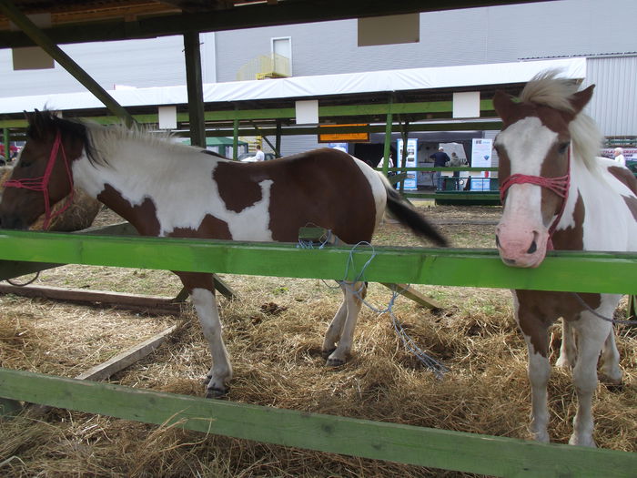DSCF0749 - 5---expozitie agricola arad 2014