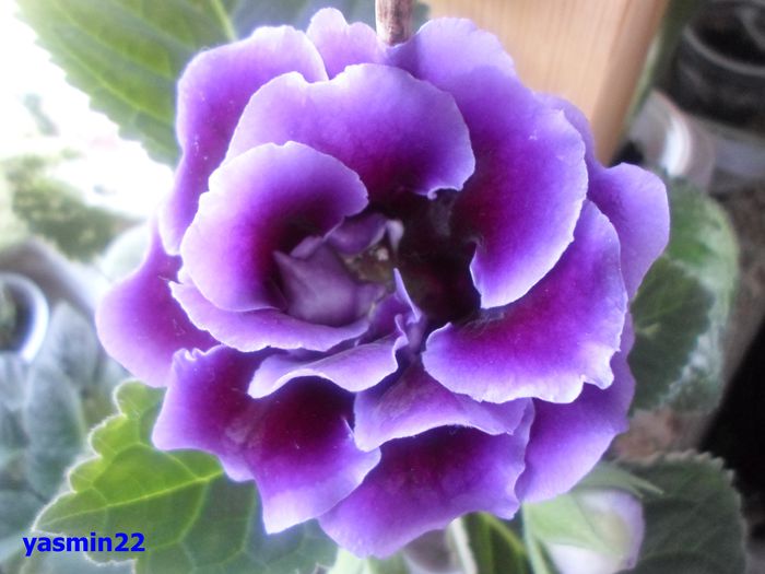 028 - 2-Gloxinia- Îngrijirea gloxiniei