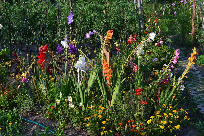 Gladiole - zGradina 2014