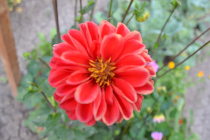 Dalia pitica
