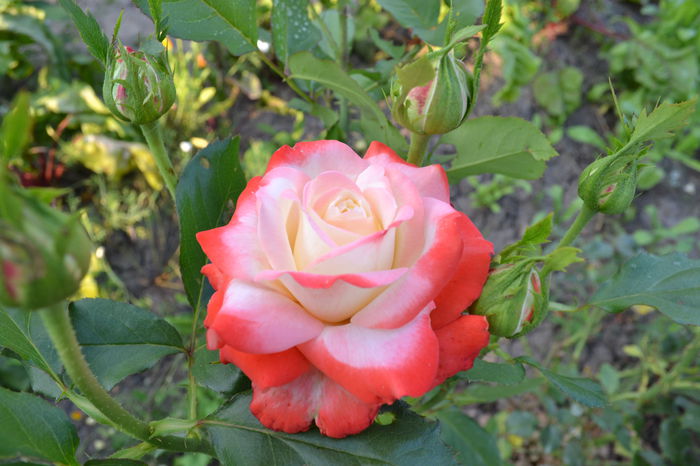 Princess Farah_2 - xPrimii trandafiri