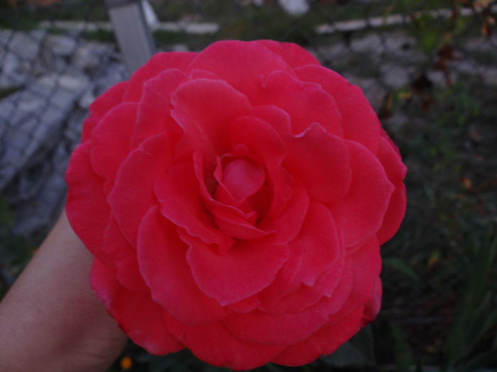 DSC04545 - xPrimii trandafiri