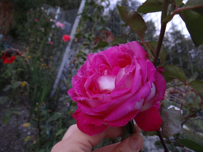 DSC04548 - xPrimii trandafiri