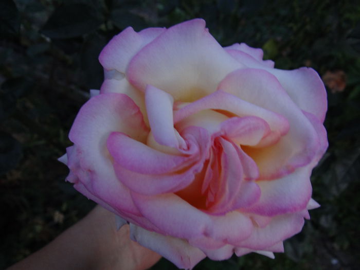 DSC04551 - xPrimii trandafiri