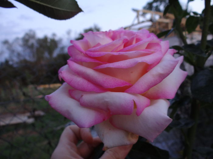 DSC04552 - xPrimii trandafiri