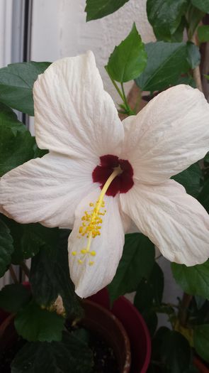 20140915_143819 - Hibiscusi