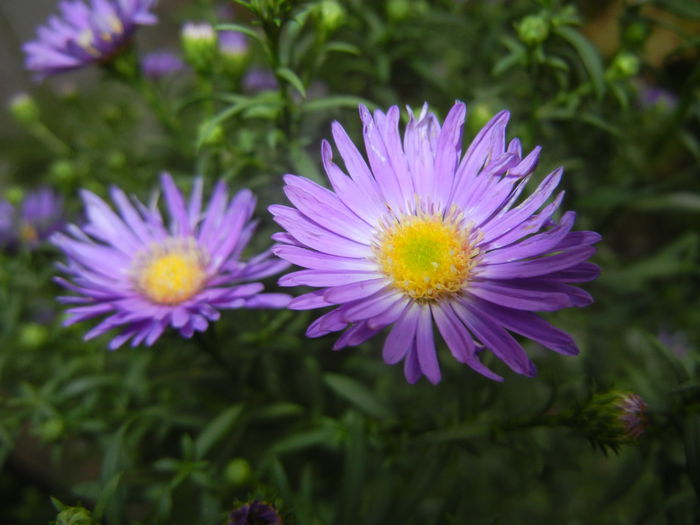 Blue Aster (2014, September 12) Blue Aster (2014, September 12)