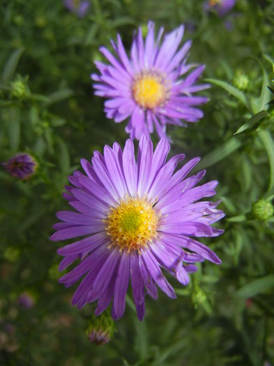 Blue Aster (2014, September 12) Blue Aster (2014, September 12)