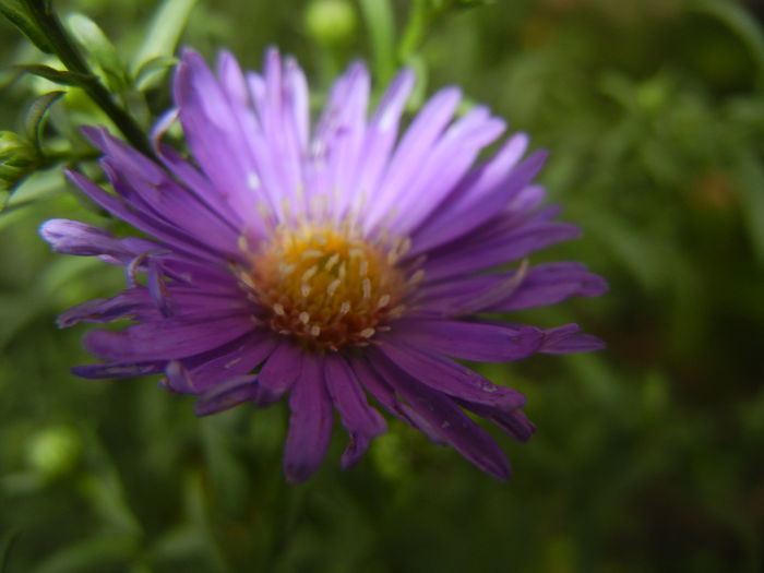 Blue Aster (2014, September 12) Blue Aster (2014, September 12)