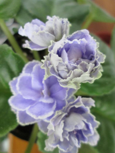 Sansoucy Coco IMG_2240 - Violete