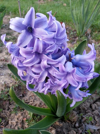 20140329_181744 - PRIMAVARA