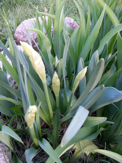 20140329_181851 - PRIMAVARA