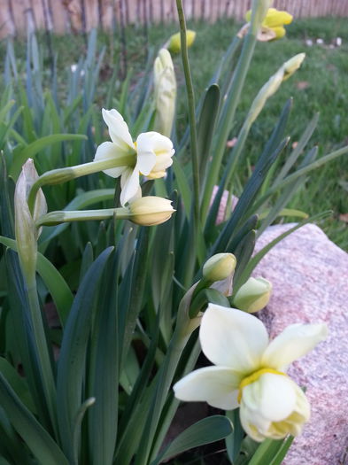 20140329_181859 - PRIMAVARA