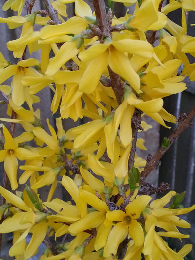 20140329_182112 - PRIMAVARA