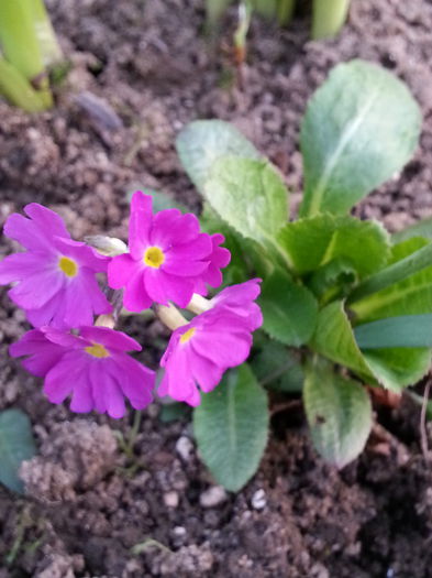 20140329_182157 - PRIMAVARA