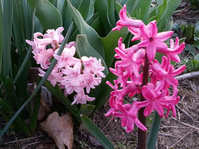 20140329_182400 - PRIMAVARA