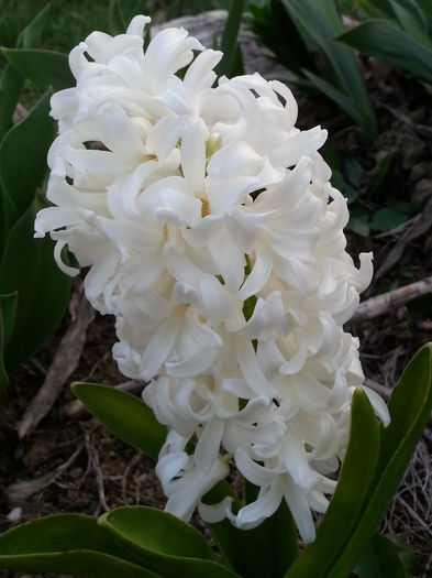 20140329_182408 - PRIMAVARA