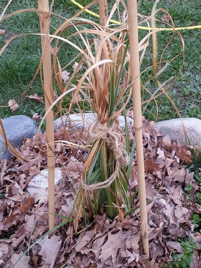 20140329_182833 - PRIMAVARA