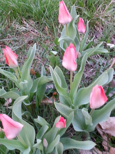 20140329_182900 - PRIMAVARA