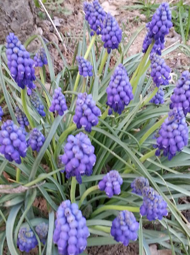 20140329_182923 - PRIMAVARA