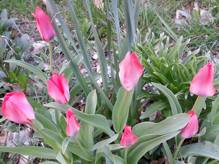 20140329_182949 - PRIMAVARA