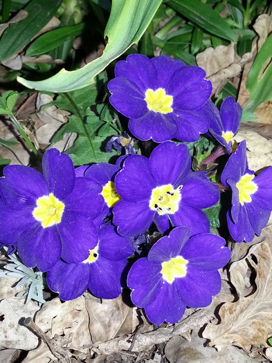 20140329_183213 - PRIMAVARA